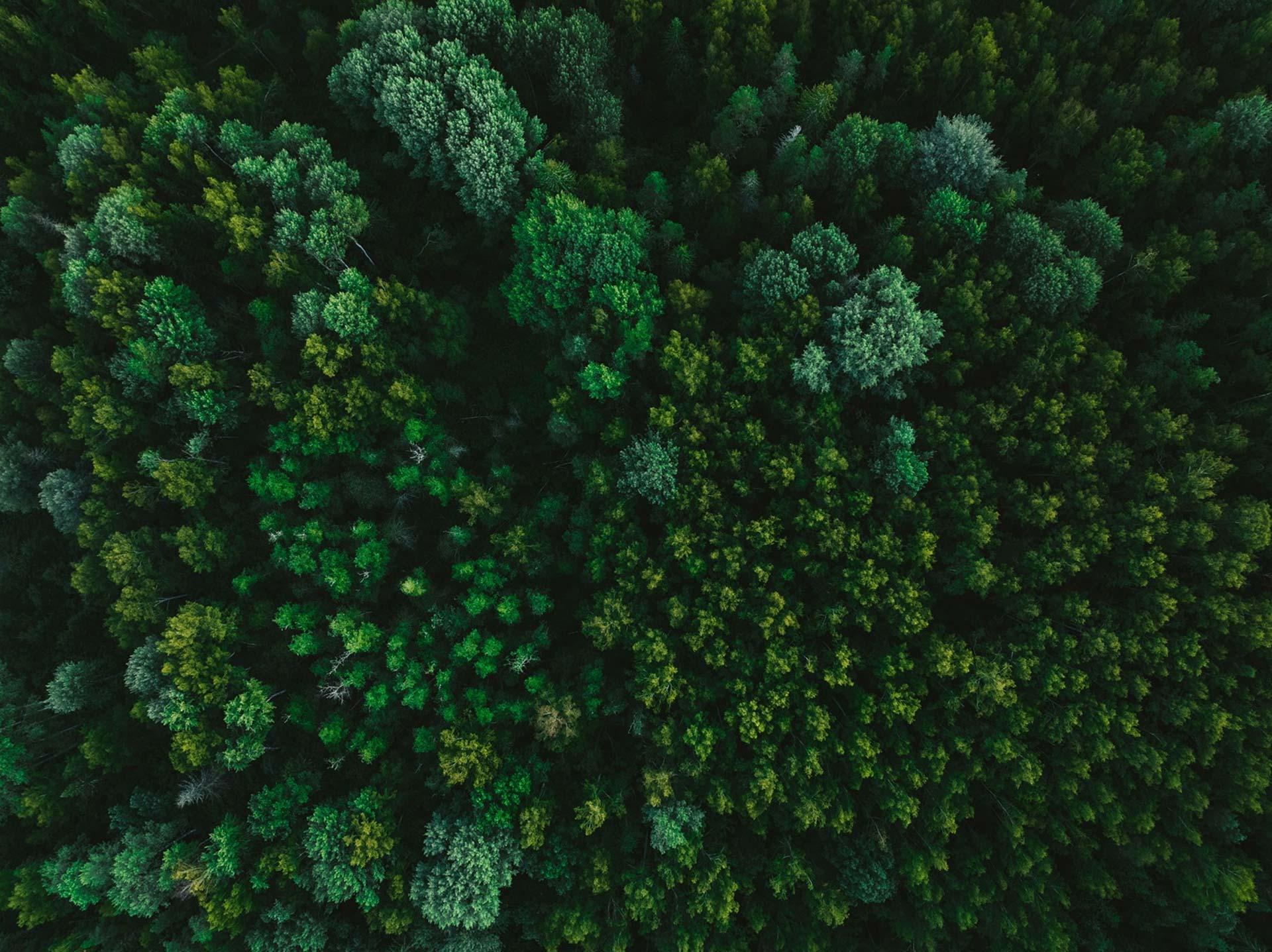 Drönarbild på skog